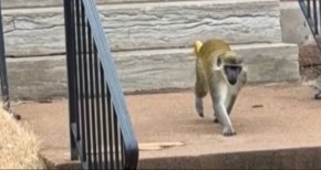 IZGUBLJENI MAJMUNI LUTAJU GRADOM Sada im se pridružila i ona - vlasti u TOTALNOM ŠOKU, građani u neverici! (VIDEO)